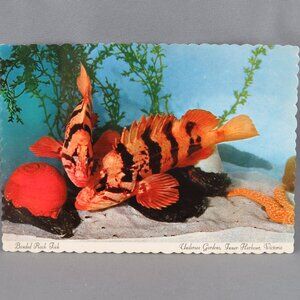 Vintage Postcard - Banded Rock Fish Undersea Gardens Victoria - Dexter Press